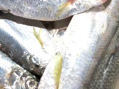 -重振华中蔬菜批发市场(重庆中路店)