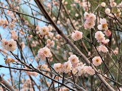 -中山市树木园