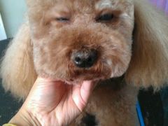 -唐小姐の猫狗洗护·购宠旗舰店(周浦万达店)