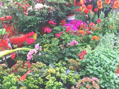 -曲阳花鸟市场(曲阳路店)
