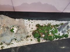 -马家斑.鲜鱼火锅(松湖万科店)