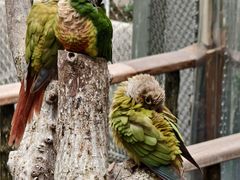 -正佳雨林生态植物园
