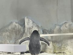 -大连圣亚海洋世界