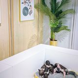 深圳首家｜遇见萌宠体验馆🐰