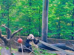 -都江堰中华大熊猫苑