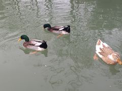 -思念果岭悦温泉