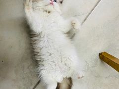 -momokira米努特·德文卷毛猫·棉花面纱犬