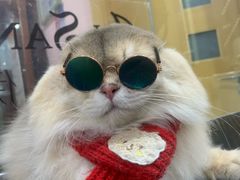 -车接车送·寄养洗护·德文猫舍(大宁店)