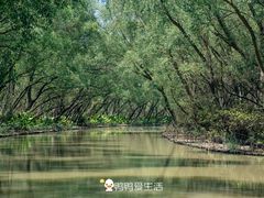 -大湾区中央湿地公园