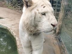-贵州森林野生动物园