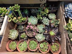 -双季花艺园艺市场(浦东店)