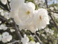 -樱花山风景区