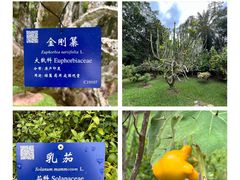 -中国科学院西双版纳热带植物园