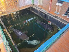 -蓝湾碧波·老字号·疍家非遗海上餐厅