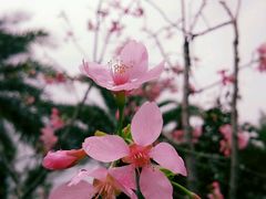 -天适樱花悠乐园