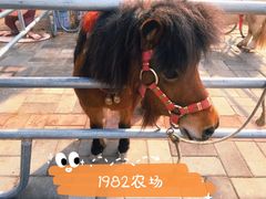 -1982农场