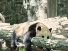 -都江堰中华大熊猫苑