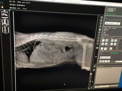 -爱侣宠医·鹦鹉专科·小型哺乳类·异宠专科(灵石路店)