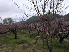 -河口景区