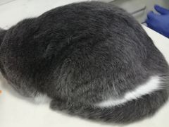 -芭比堂宠物医院·全科爱猫医院·仁德分院