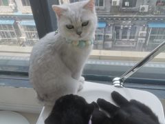 -怪兽屋·羊驼·猫咖·狗咖(俊华广场店)