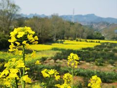 -马村鱼头
