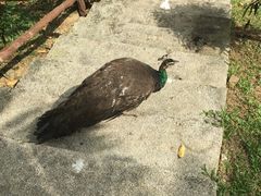 -吉隆坡雀鸟公园