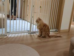 -猫腻·猫咖·撸猫馆(星光大道店)