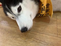 -Husky Go! 哈士奇体验馆·宠物咖啡厅狗咖