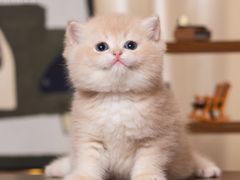 -小猫来了·猫舍(红山六九七九店)