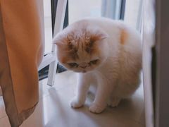 -PETKIT小佩宠物(古北店)