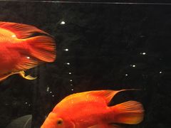 -弘安丽水温泉酒店