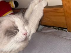 -中农国际动物医院24小时·猫科·骨科·急重症中心