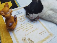 -博特宠物医院24h犬猫全科.骨科·异宠