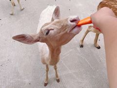 -常州淹城野生动物世界