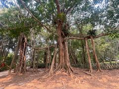 -中国科学院西双版纳热带植物园