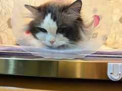 -宠爱国际动物医院·消化内科·心肾内科·ISFM猫友好(望京店)