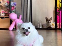 -百好乐宠物友好餐厅(朝外大街店)