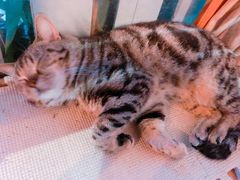 -猫咪博物馆(顶澳仔猫街店)