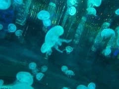 -石家庄海洋公园