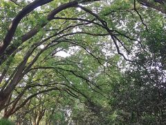 -上海佘山国家森林公园天马山园