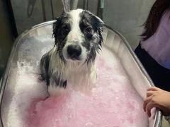 -PETKIT小佩宠物·低压洗护(国顺东路店)