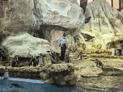 -帝企鹅自助餐厅•儿童岛•真企鹅(长隆企鹅酒店)