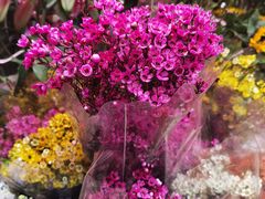 -越秀西湖花市(广州城市广场花卉店)