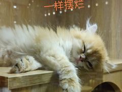 -米乐乖乖猫咪咖啡馆·猫咖(深圳湾后海汇店)