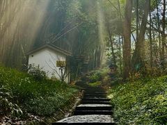-十八棵（老龙井）御茶园(老龙井店)