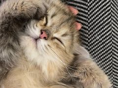 -猫大福·Fortune Cat猫舍(百子湾店)
