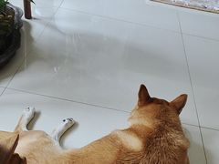 -美联众合动物医院·24h转诊中心