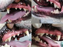 -百好乐宠物友好餐厅(朝外大街店)