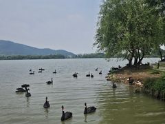 -长兴太湖图影湿地文化园